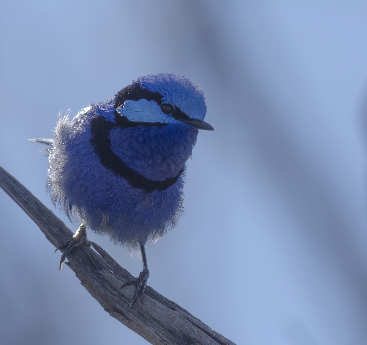 Splendid Fairywren - ML641744726