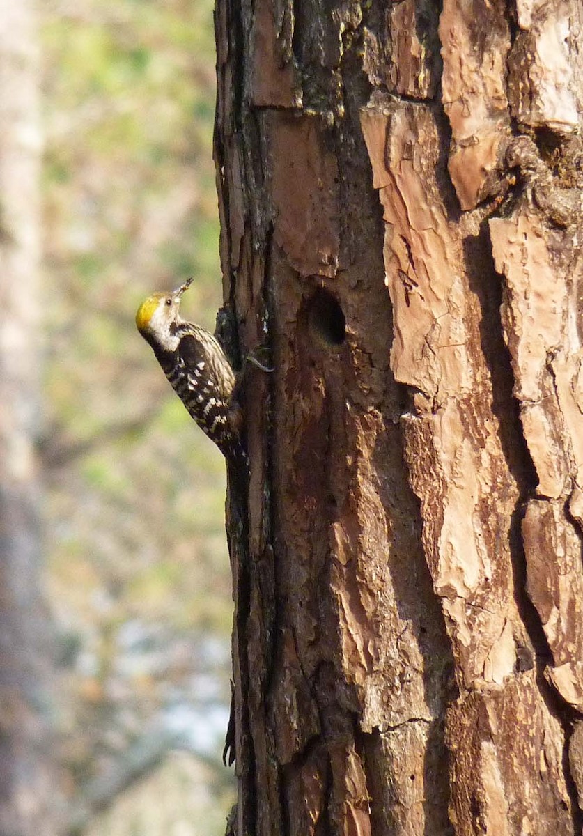 Brown-fronted Woodpecker - ML641744732