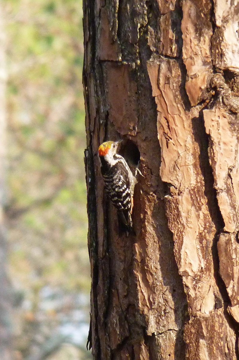 Brown-fronted Woodpecker - ML641744733