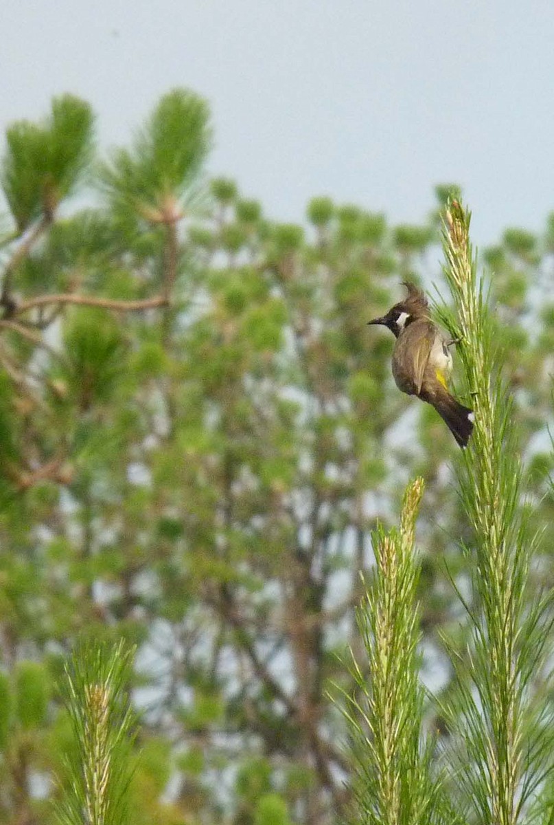 Himalayan Bulbul - ML641744765