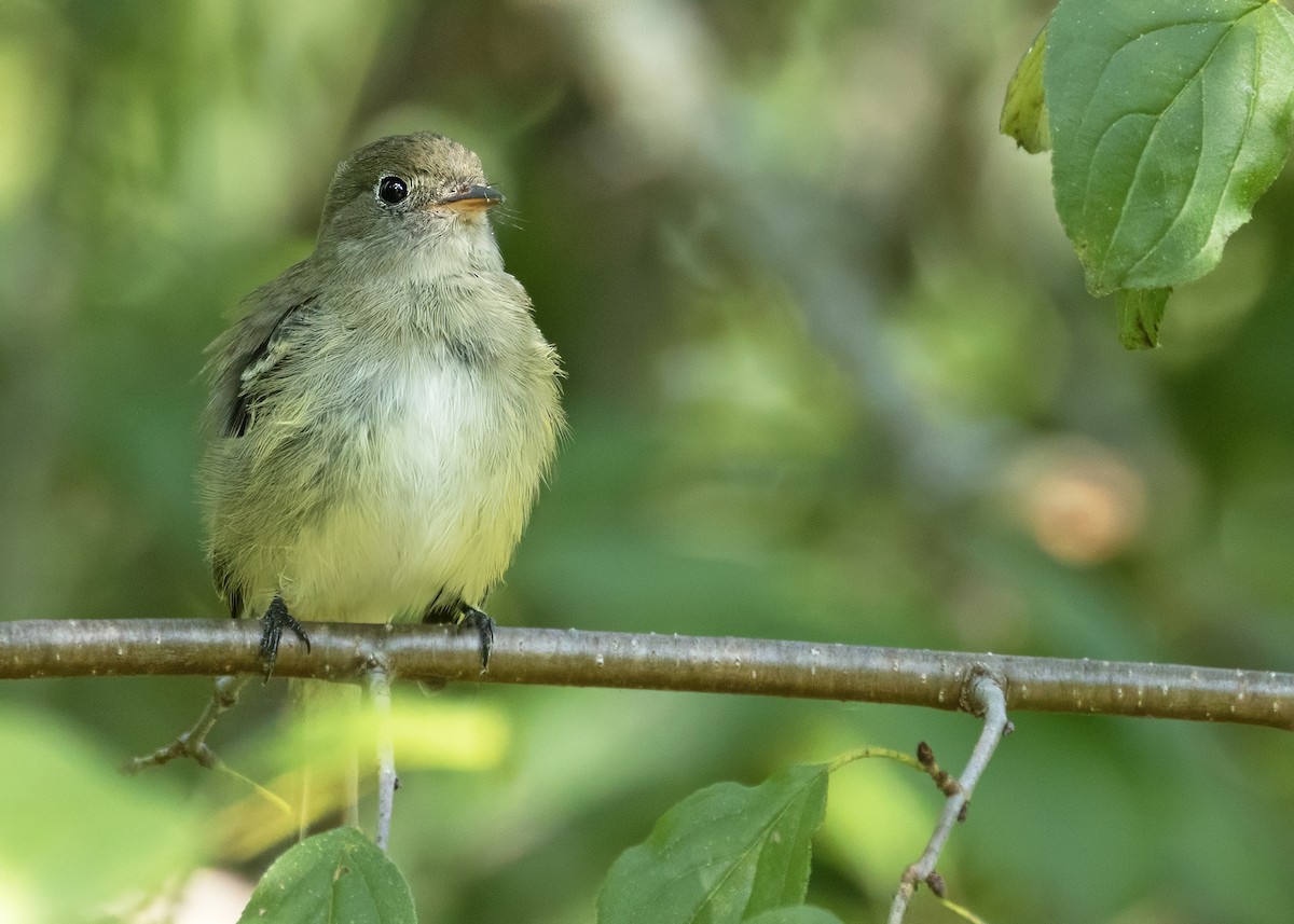 Least Flycatcher - ML641744788