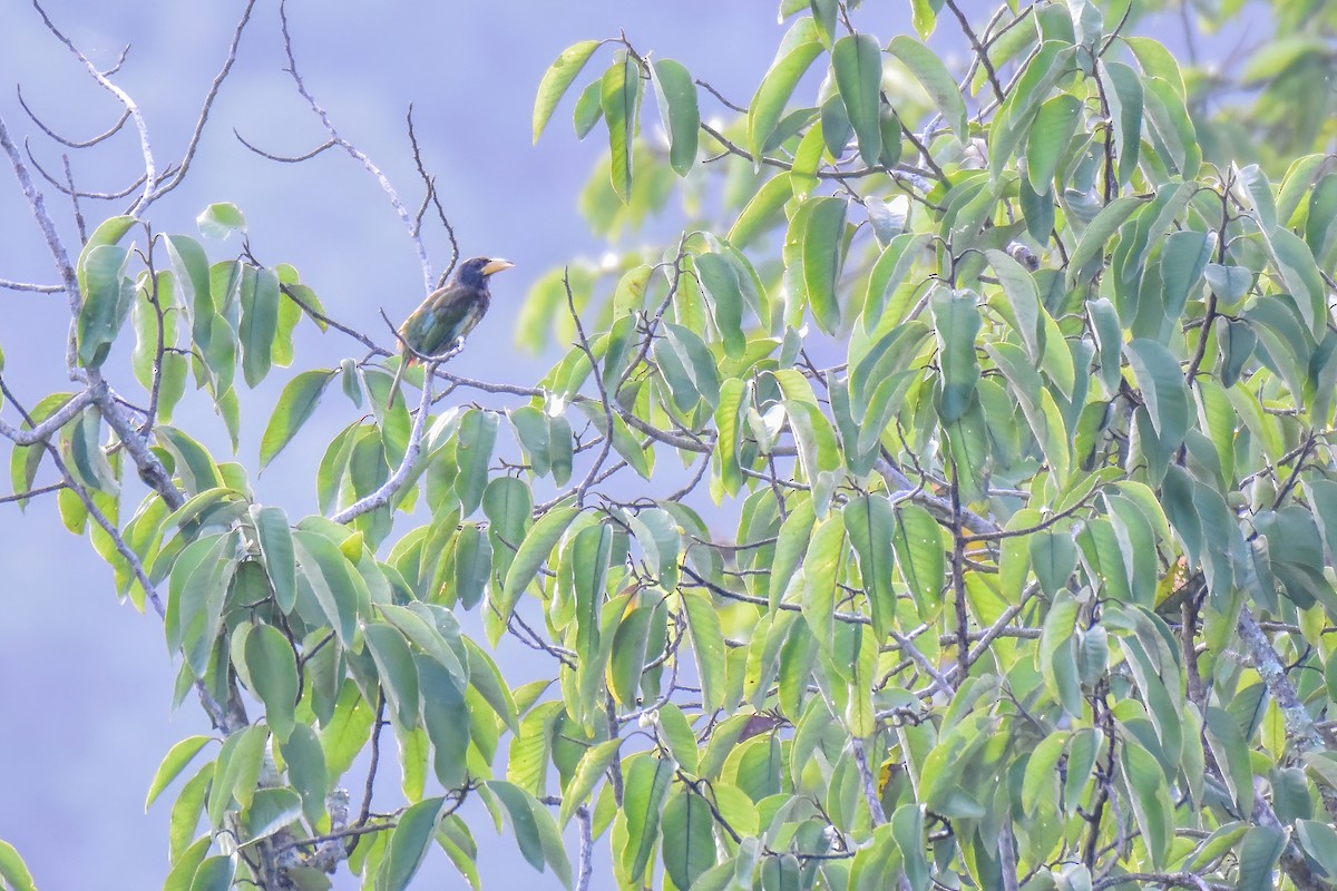 Great Barbet - ML641744795