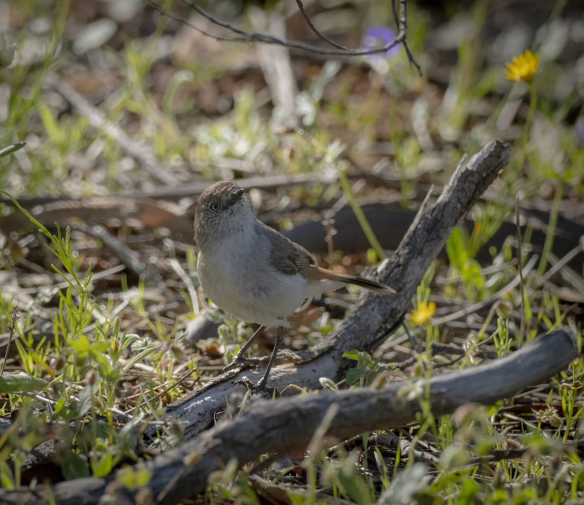Chestnut-rumped Thornbill - ML641744821