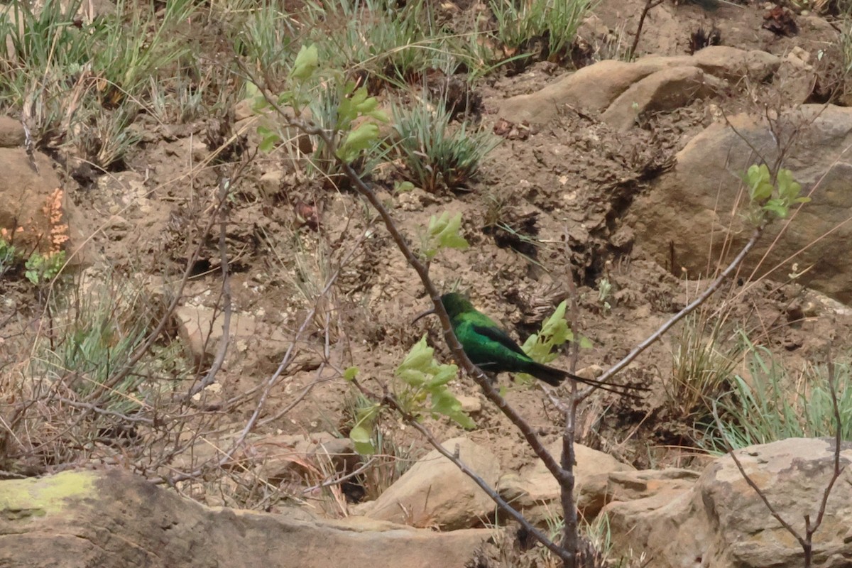 Malachite Sunbird - ML641744822