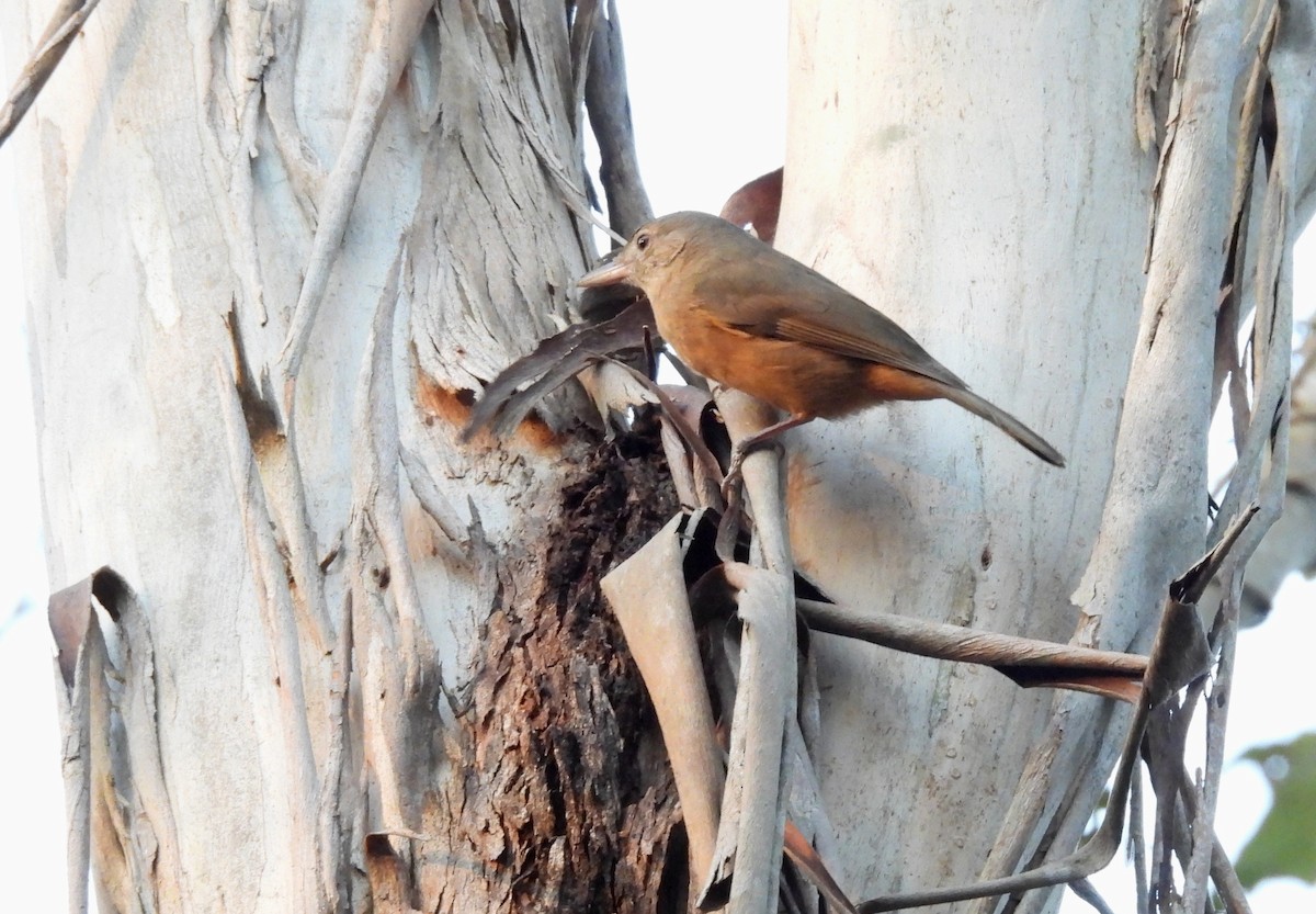 Rufous Shrikethrush - ML641744876