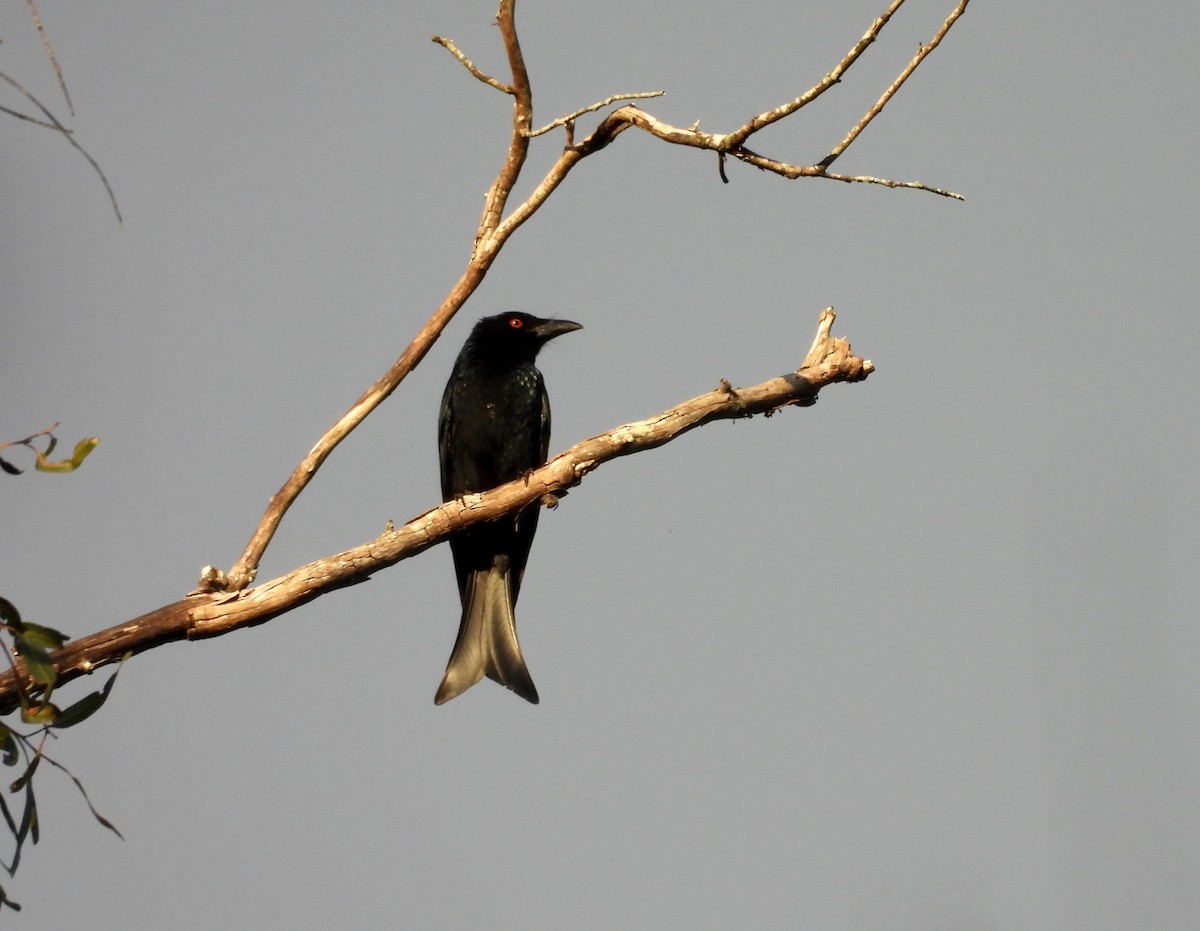 Spangled Drongo - ML641744889
