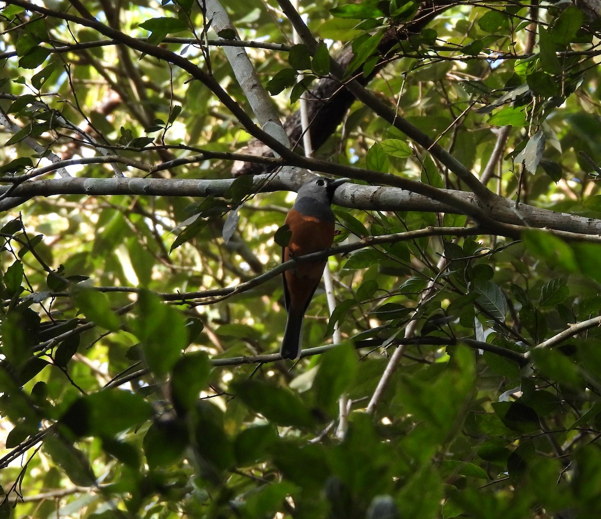 Black-faced Monarch - ML641744894