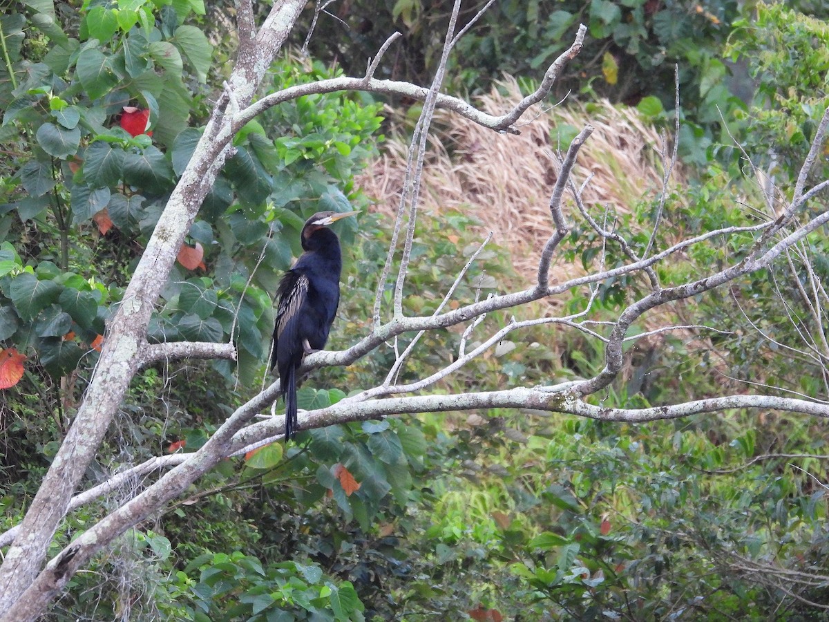 Australasian Darter - ML641744902