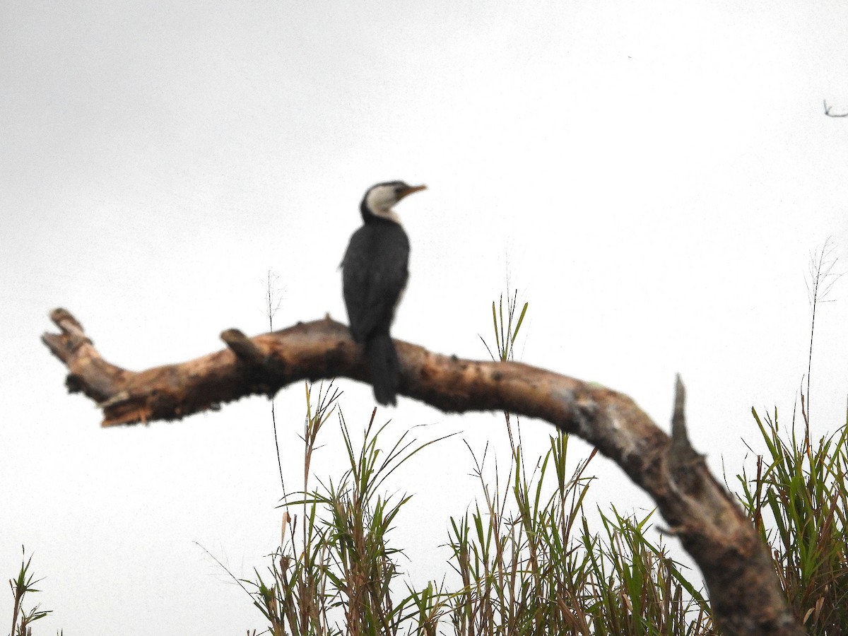 Little Pied Cormorant - ML641744917