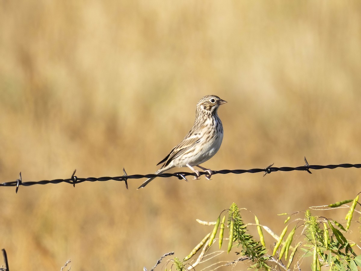Vesper Sparrow - ML641744918