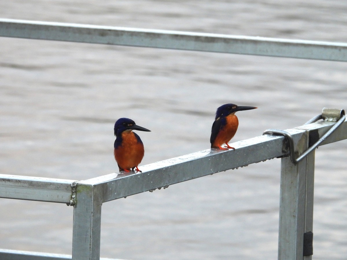 Azure Kingfisher - ML641744940