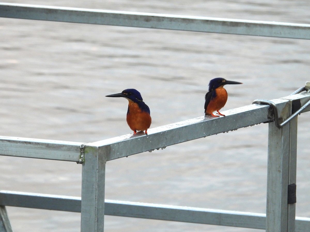 Azure Kingfisher - ML641744941