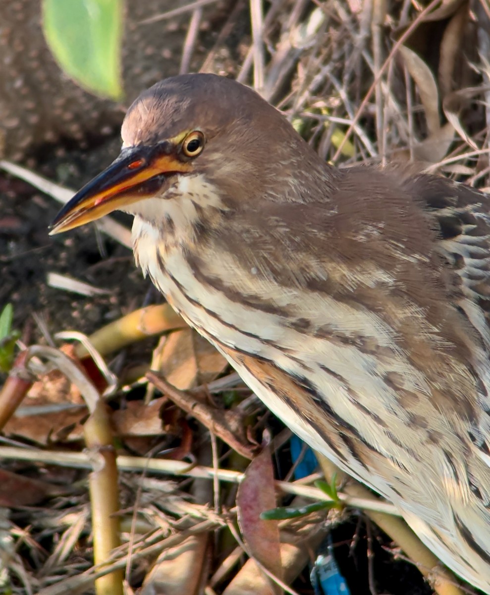 Cinnamon Bittern - ML641744947