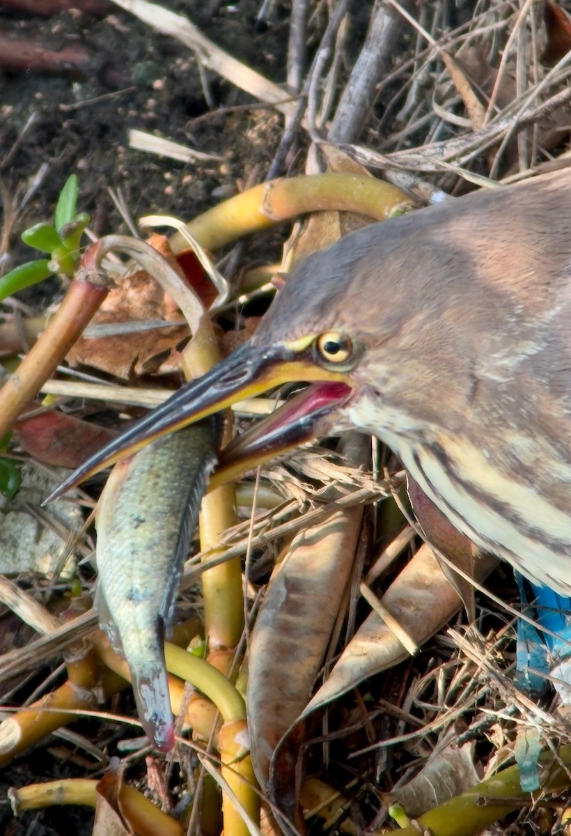Cinnamon Bittern - ML641744952
