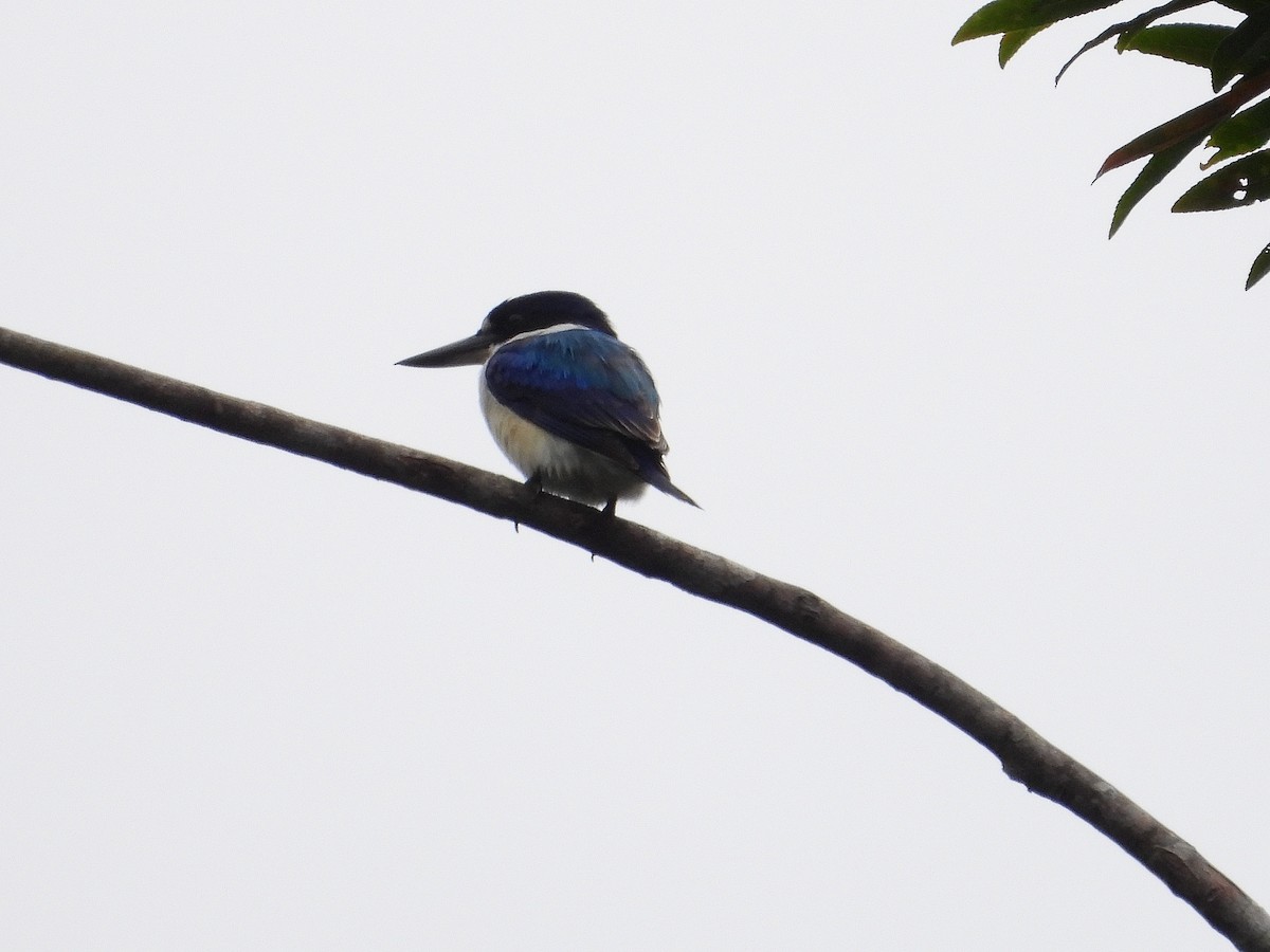 Forest Kingfisher - ML641744953