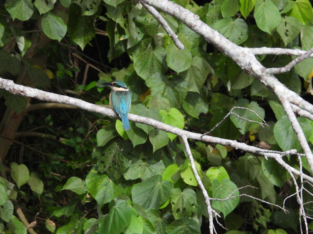 Sacred Kingfisher - ML641744955