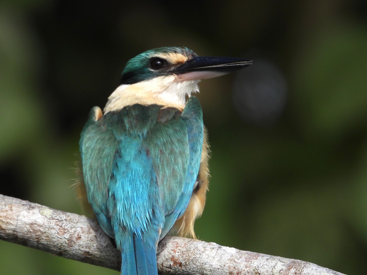 Sacred Kingfisher - ML641744956