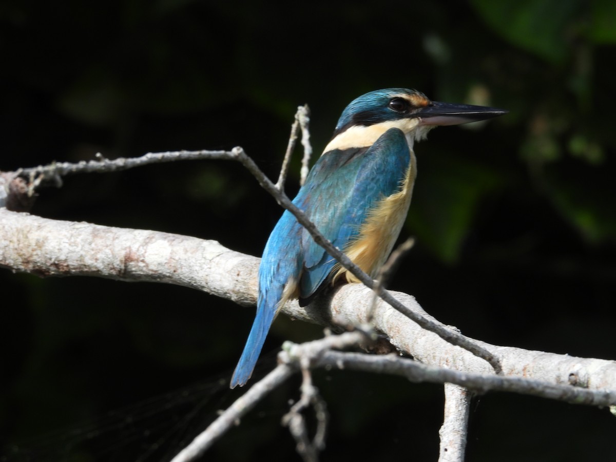 Sacred Kingfisher - ML641744957