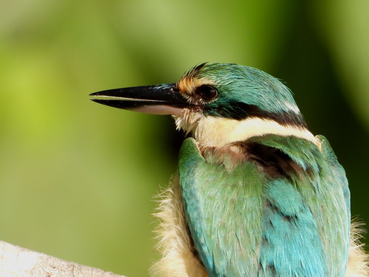 Sacred Kingfisher - ML641744958