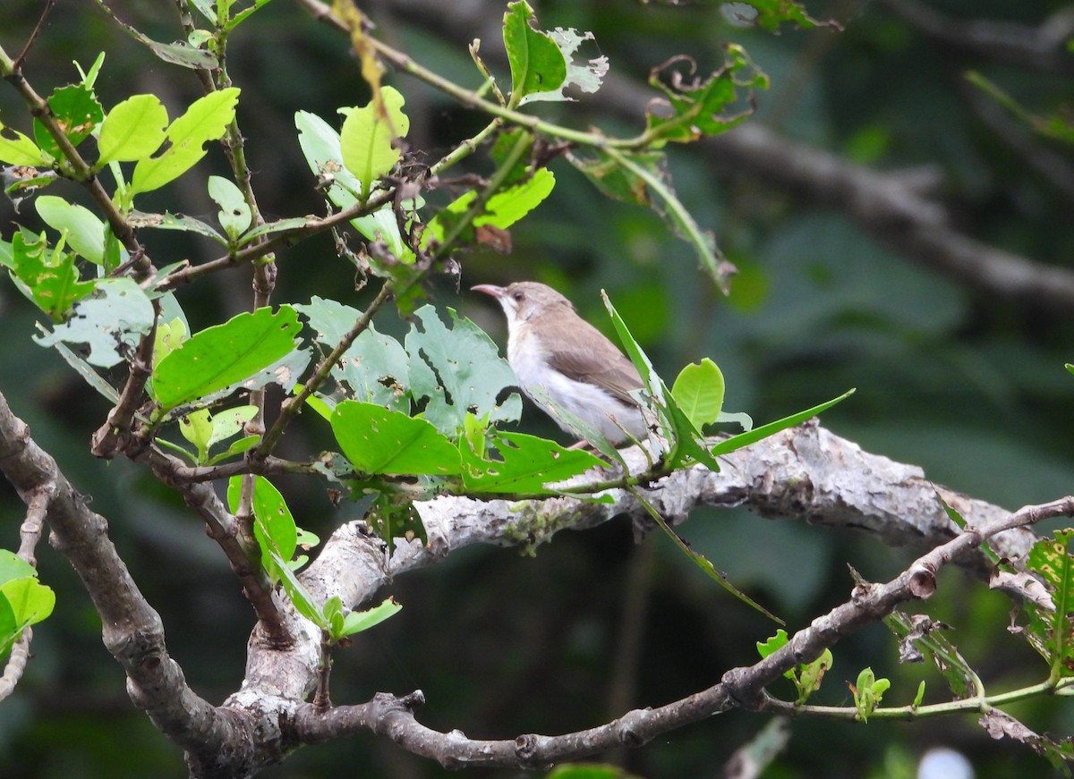 Brown-backed Honeyeater - ML641744966