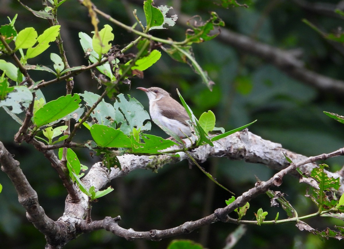 Brown-backed Honeyeater - ML641744967