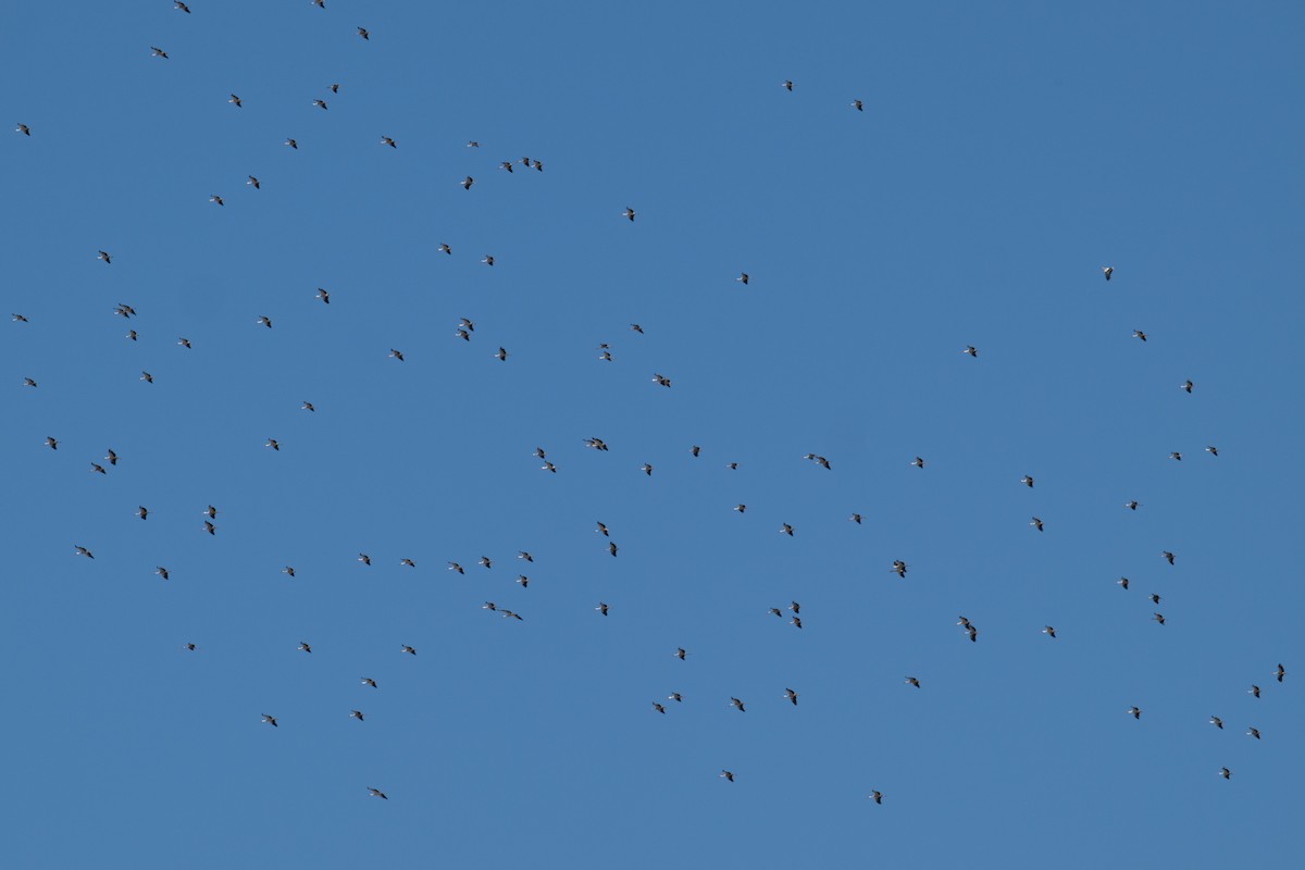 White Stork - ML641744968