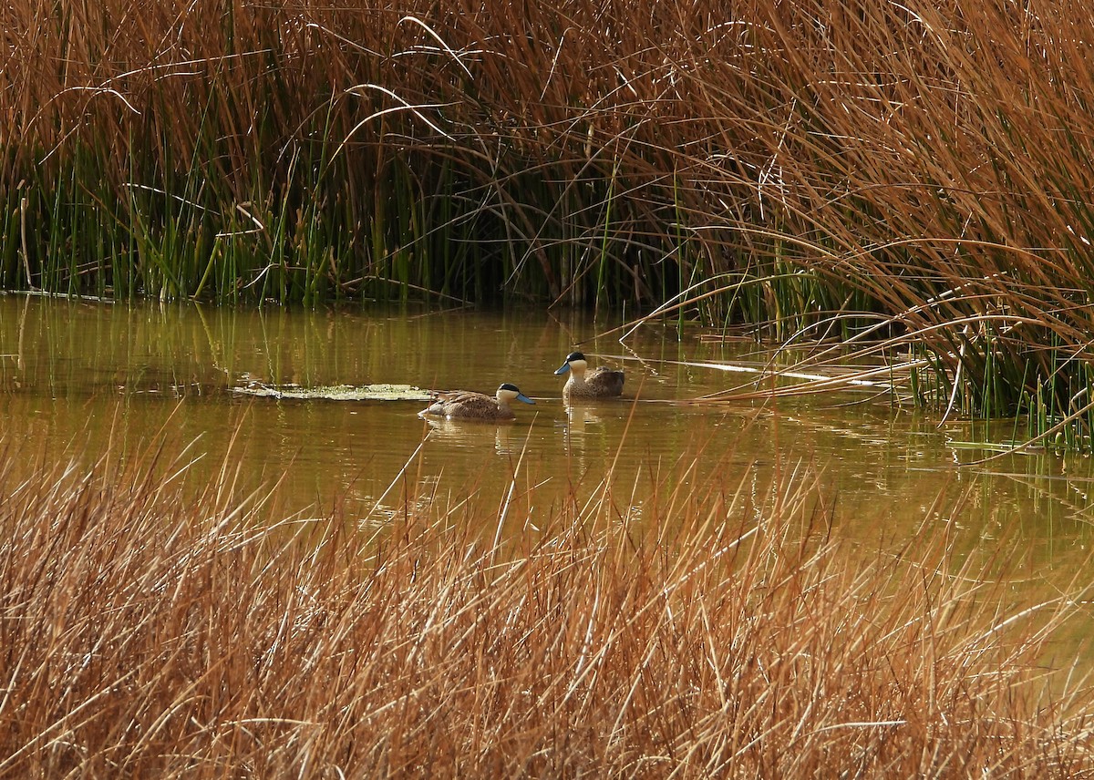 Puna Teal - ML641744977