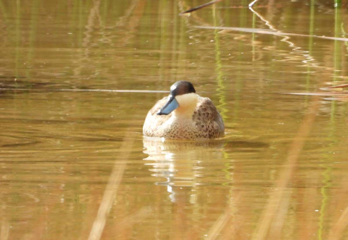 Puna Teal - ML641744984