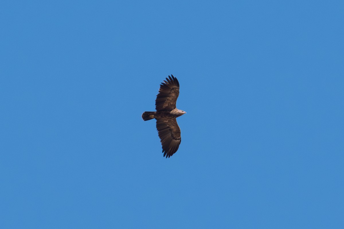 Lesser Spotted Eagle - ML641744985