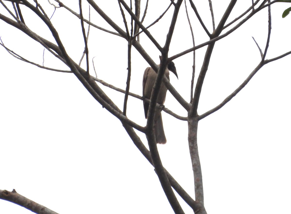 Helmeted Friarbird - ML641744988