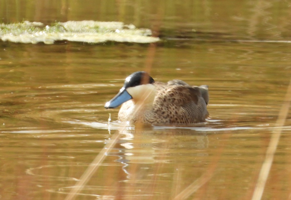 Puna Teal - ML641744989