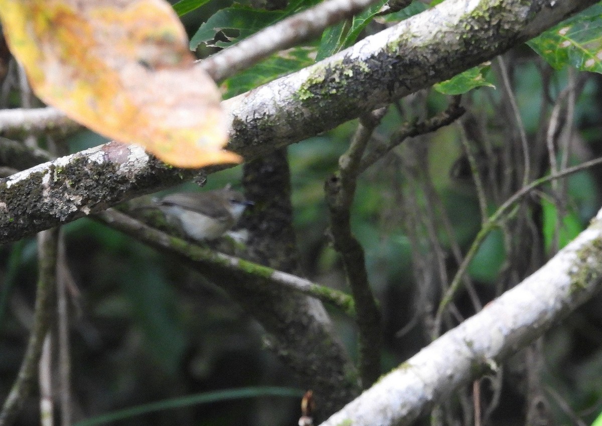 Large-billed Gerygone - ML641744990