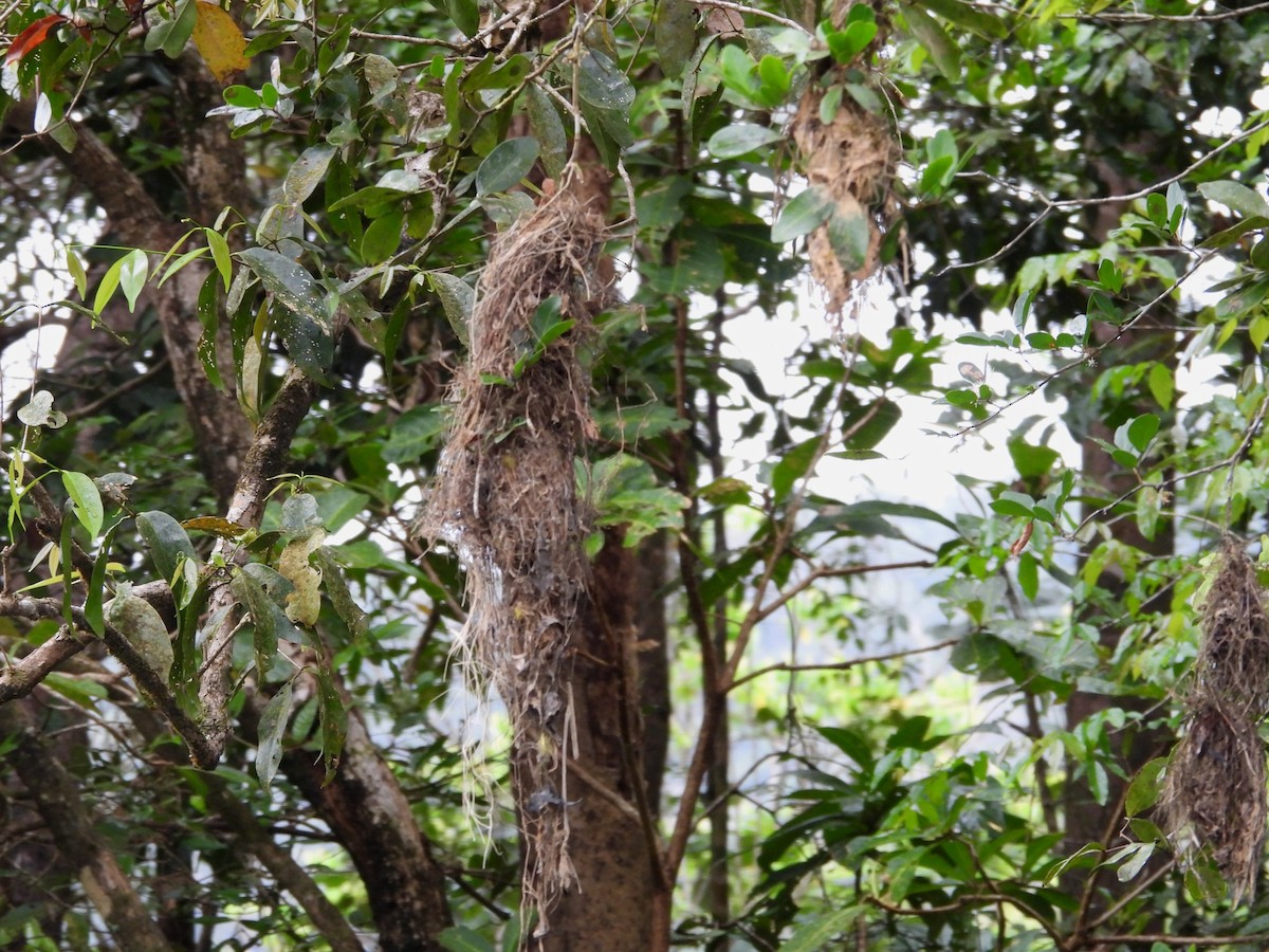 Large-billed Gerygone - ML641744991