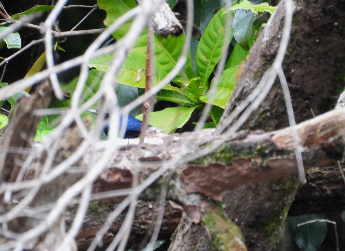 Shining Flycatcher - ML641744999