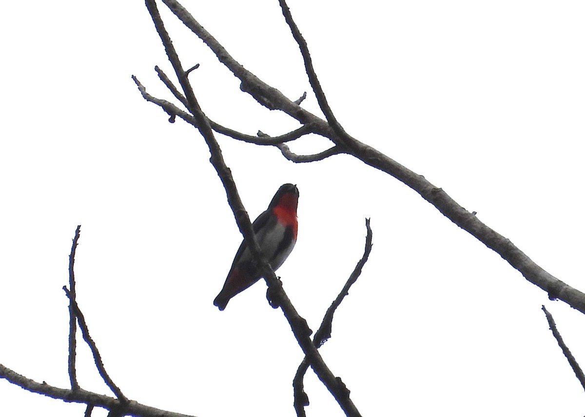 Mistletoebird - ML641745003