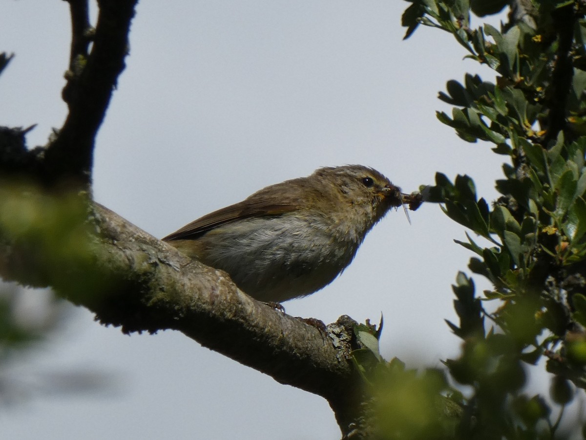 Common Chiffchaff - ML641745006