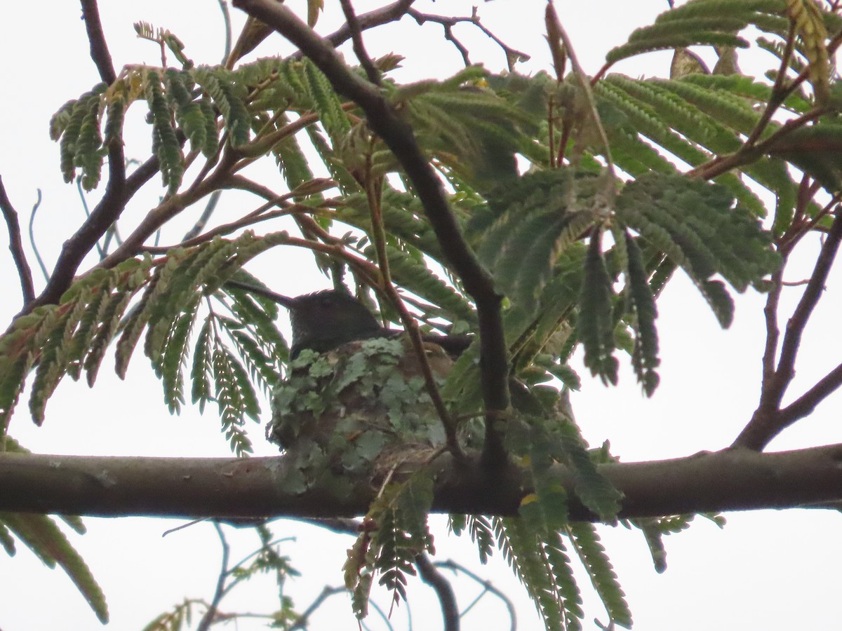 kolibrík ocelovořitý - ML641745022