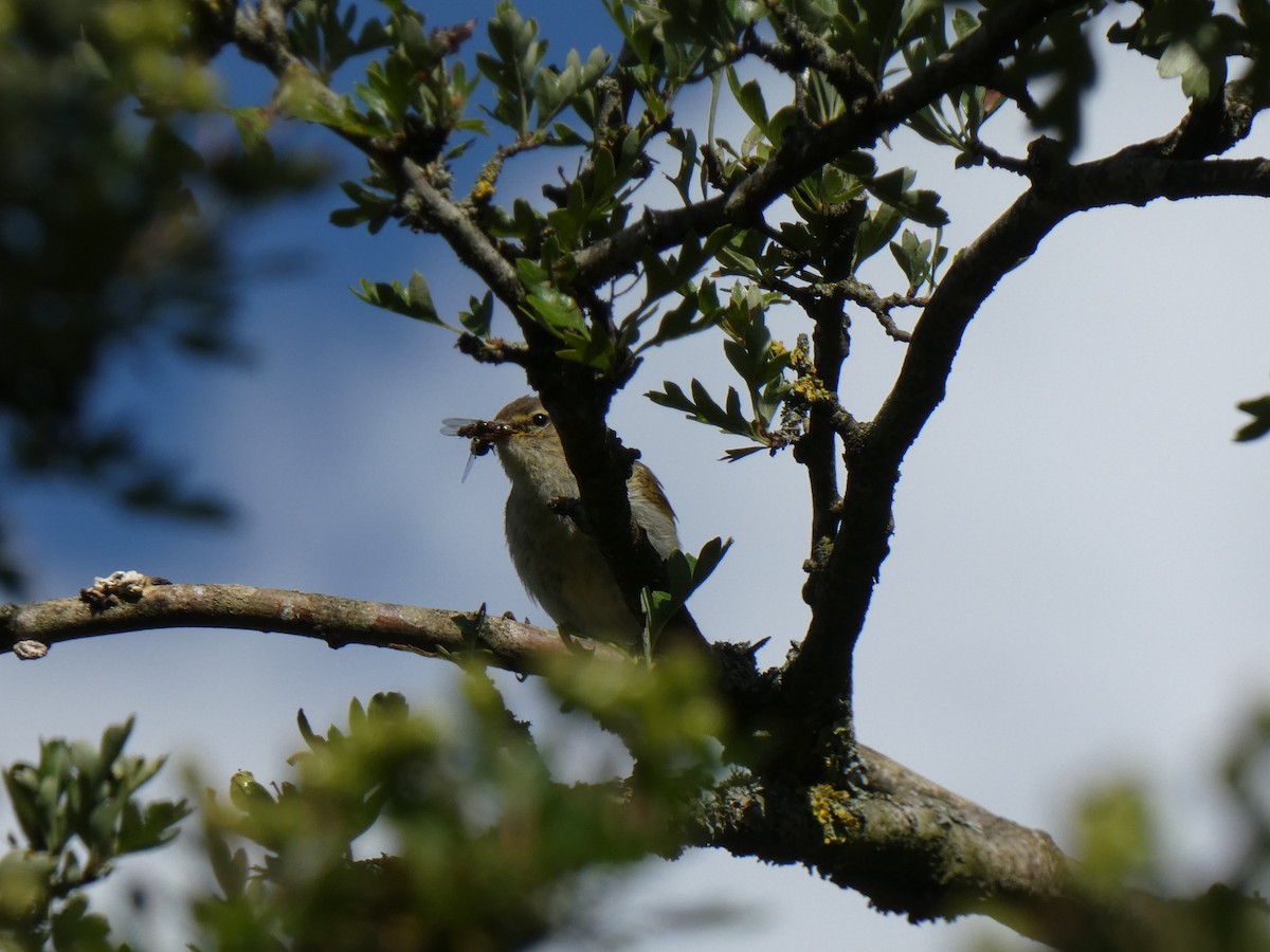 Common Chiffchaff - ML641745033