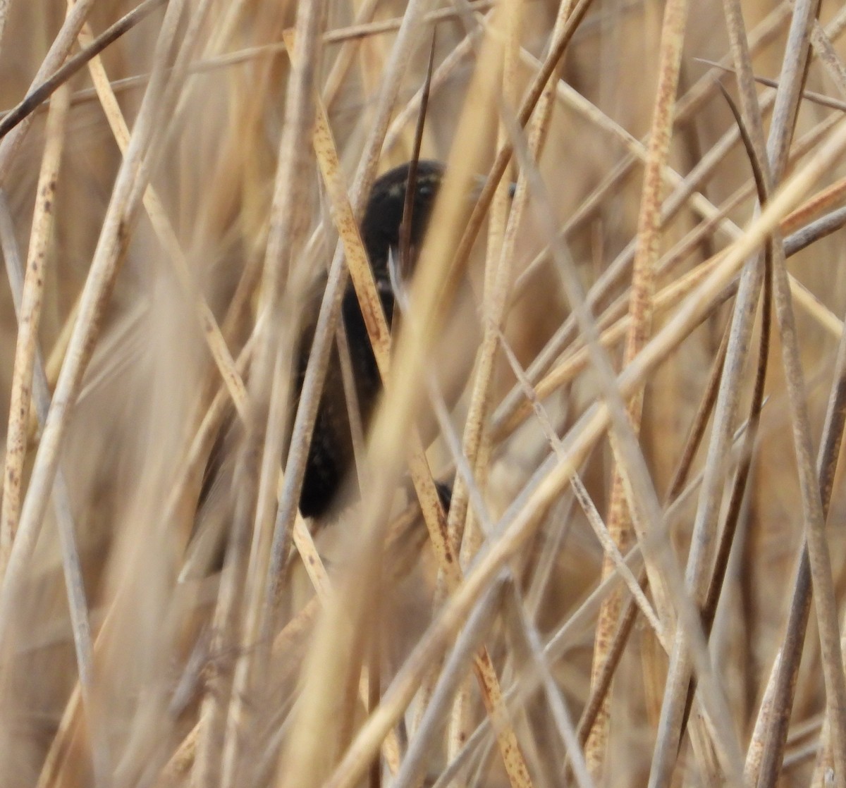 Yellow-winged Blackbird - ML641745037
