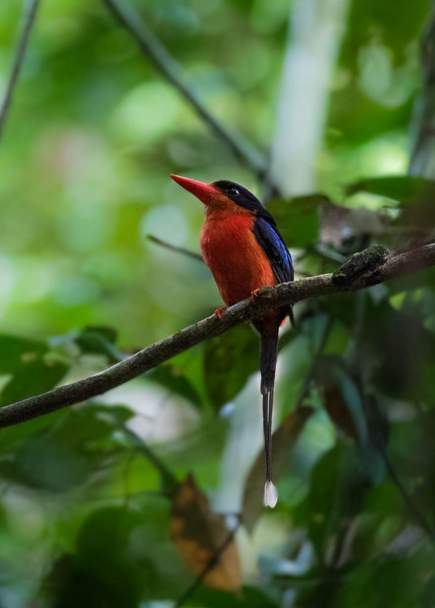 Red-breasted Paradise-Kingfisher - ML641745045