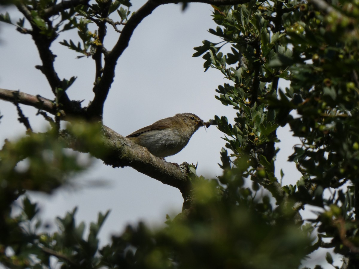 Common Chiffchaff - ML641745055