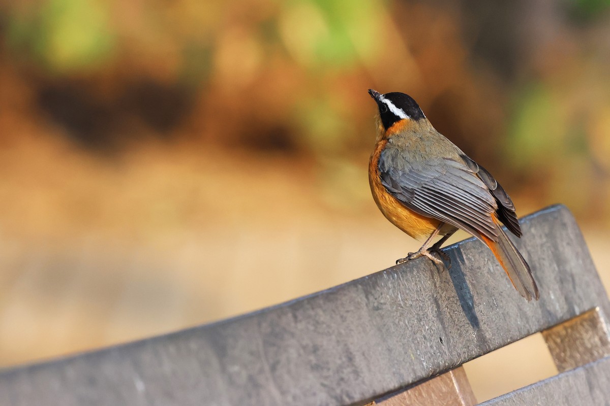 White-browed Robin-Chat - ML641745056