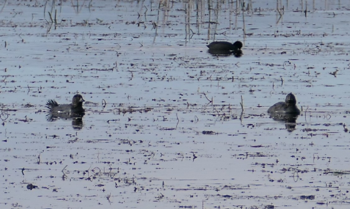 Musk Duck - ML641745073