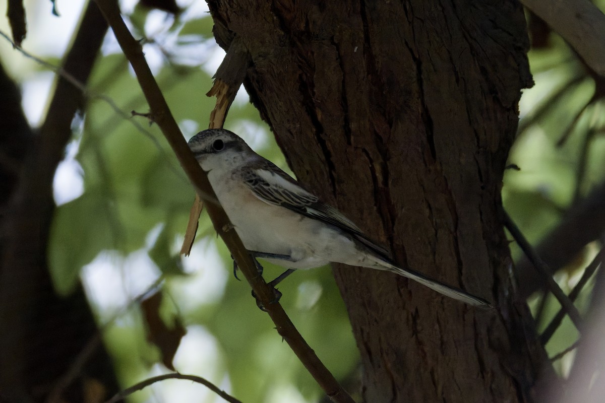 Masked Shrike - ML641745087