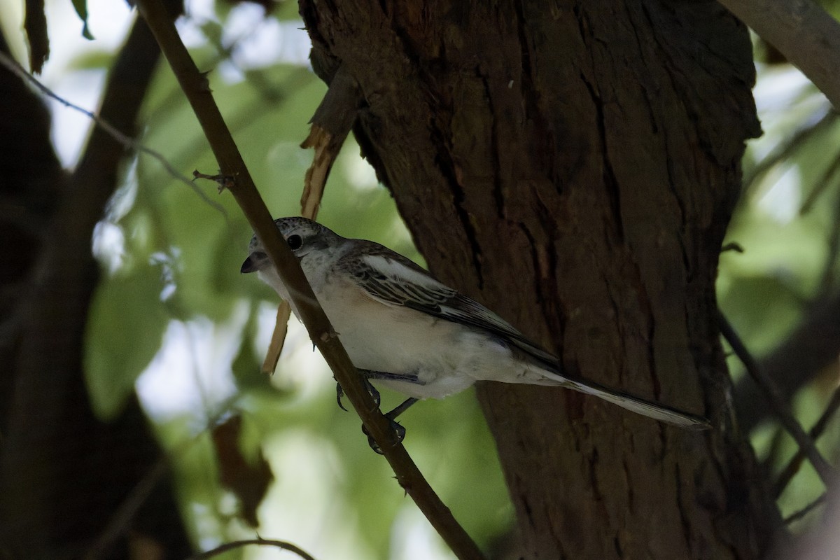 Masked Shrike - ML641745115