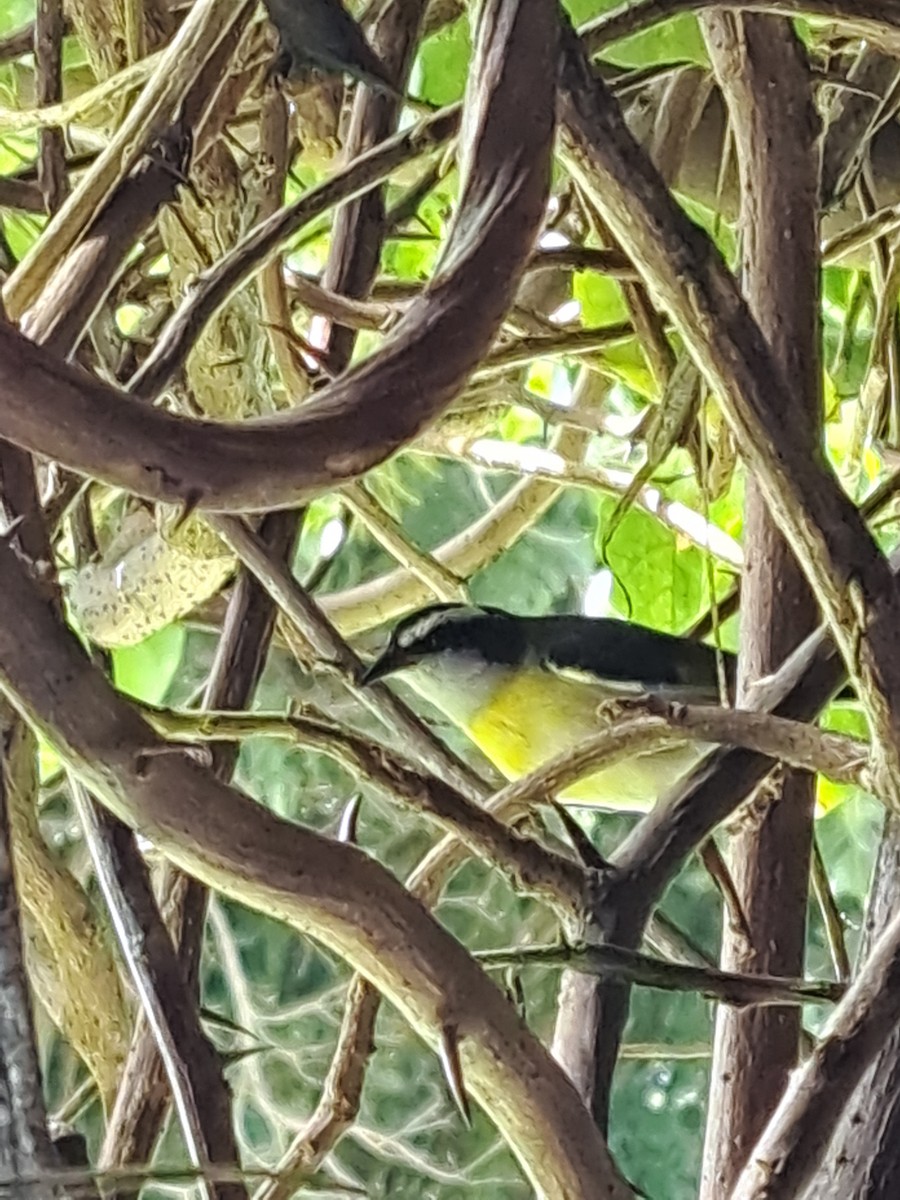 Bananaquit - ML641745163
