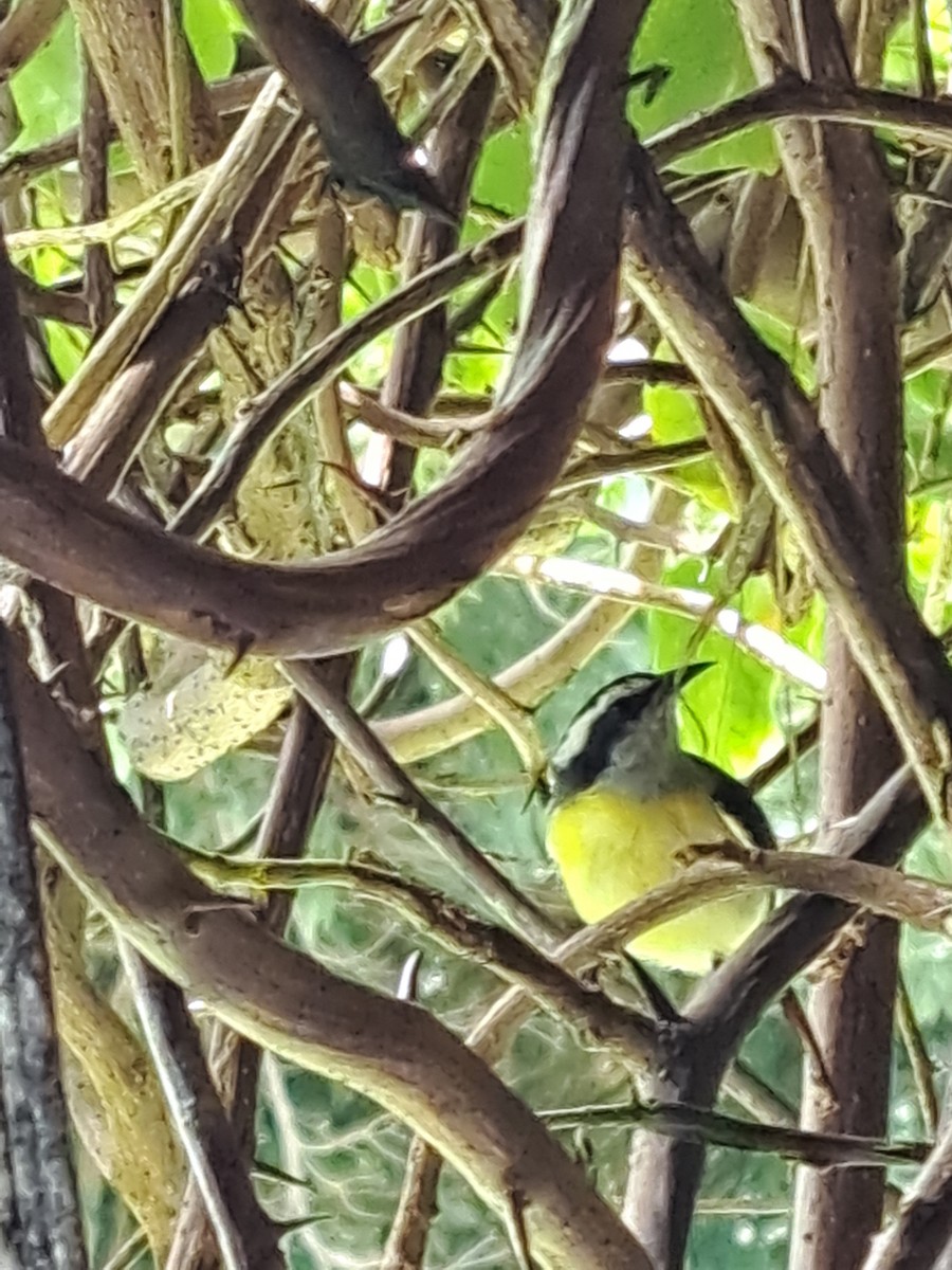 Bananaquit - ML641745164