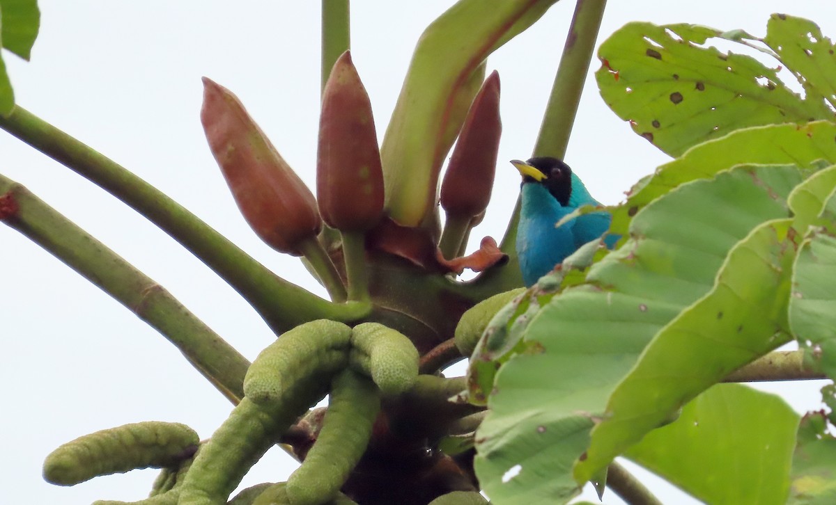 Green Honeycreeper - ML641745186