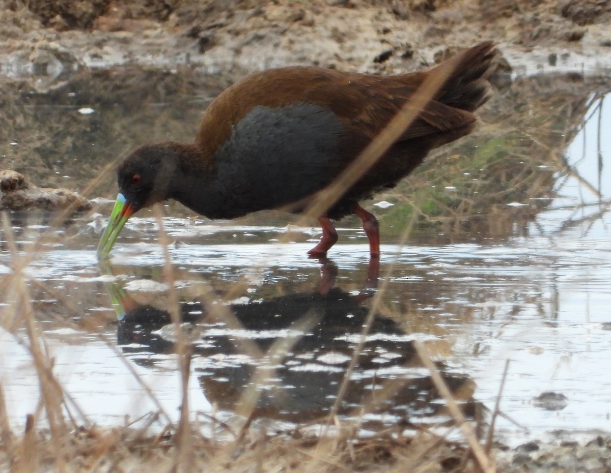 Plumbeous Rail - ML641745203