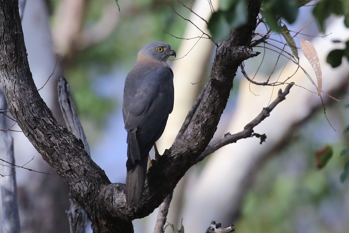 Collared Sparrowhawk - ML641745206